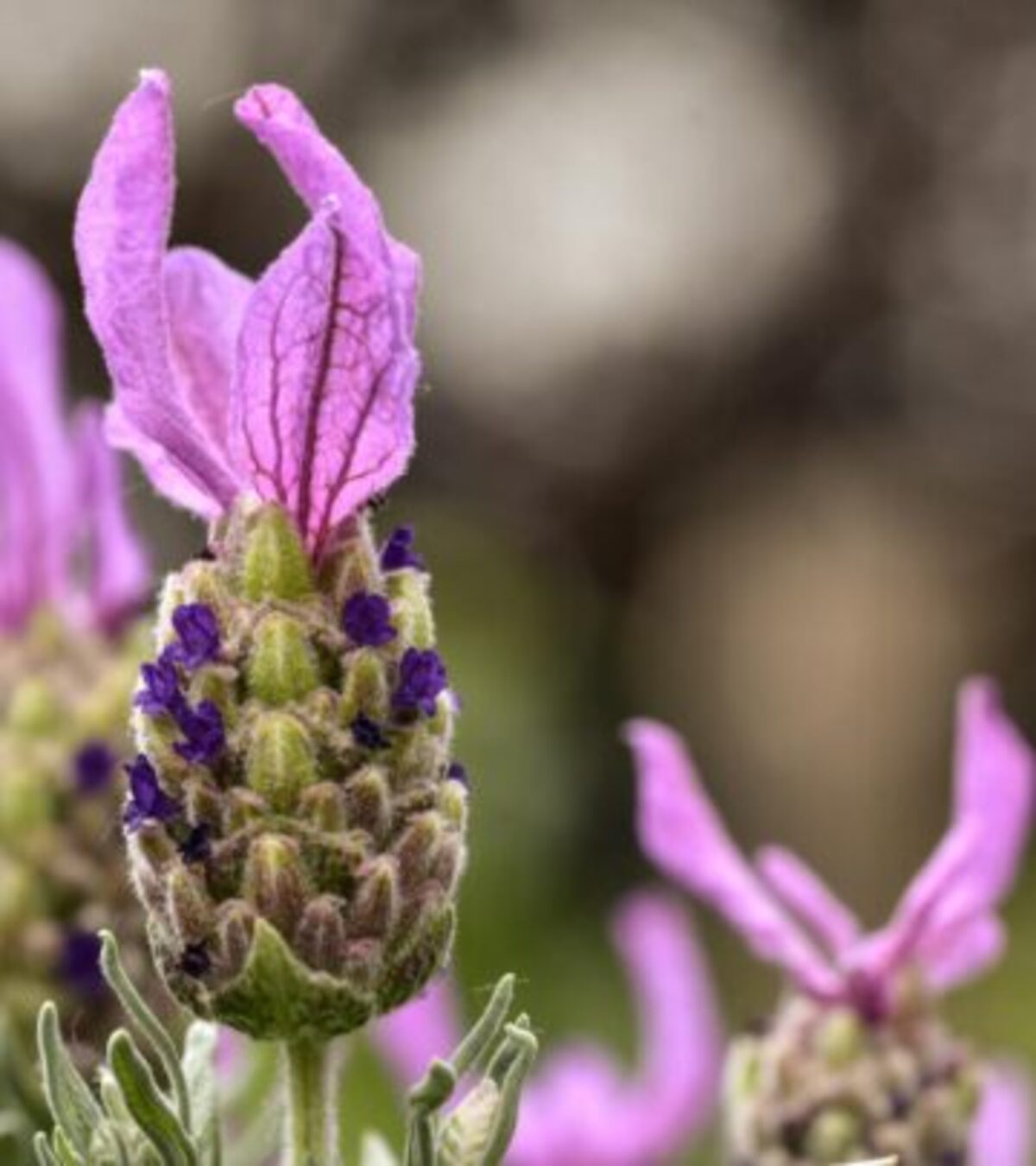 Discover the best cold-hardy lavender varieties to thrive in northern climates and enjoy blooms year after year.