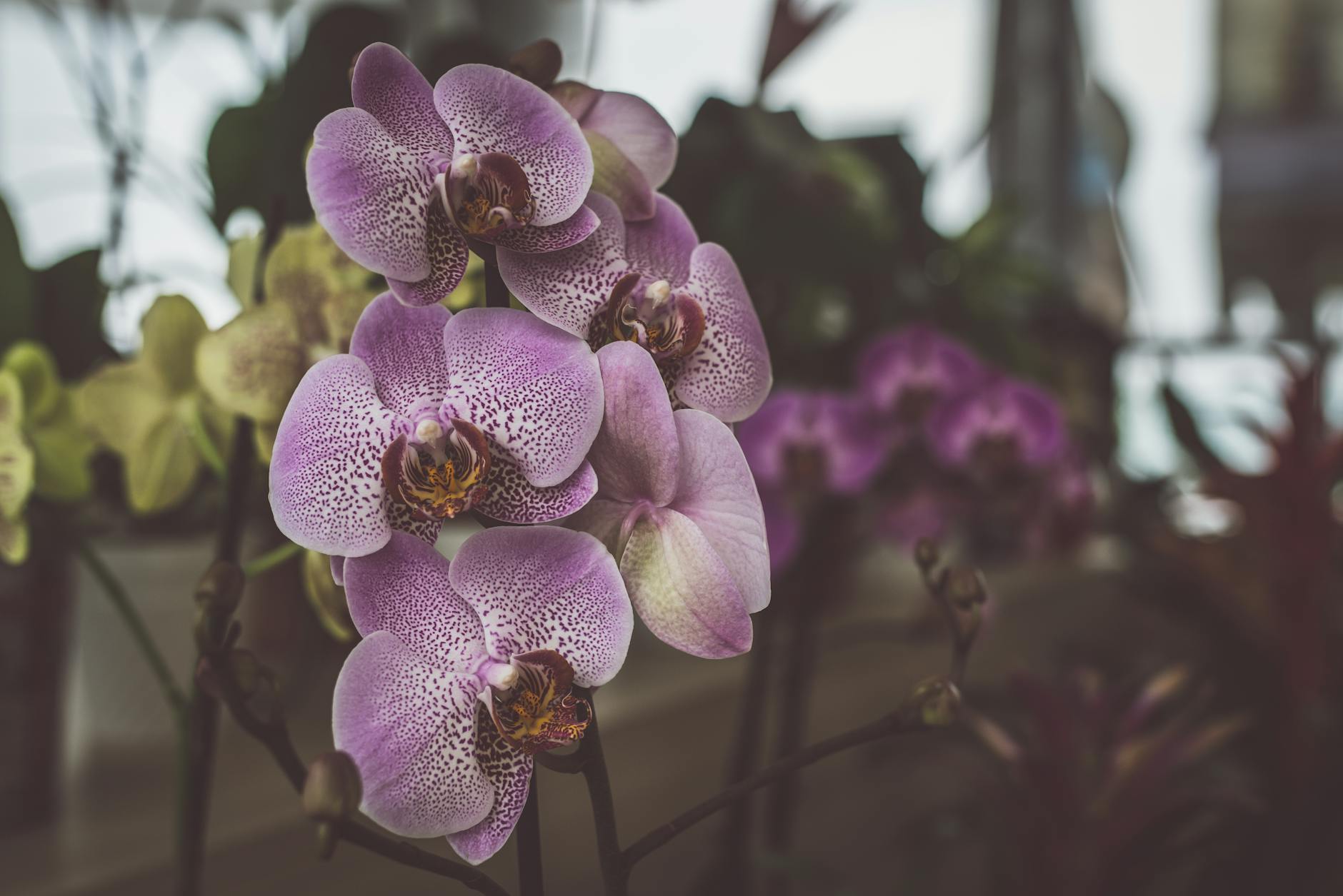 Orchid Leaves Turning Yellow? Causes, Solutions, and Prevention Discover why your orchid's leaves turn yellow, the main causes, and expert solutions to revive and maintain beautiful, healthy orchids.