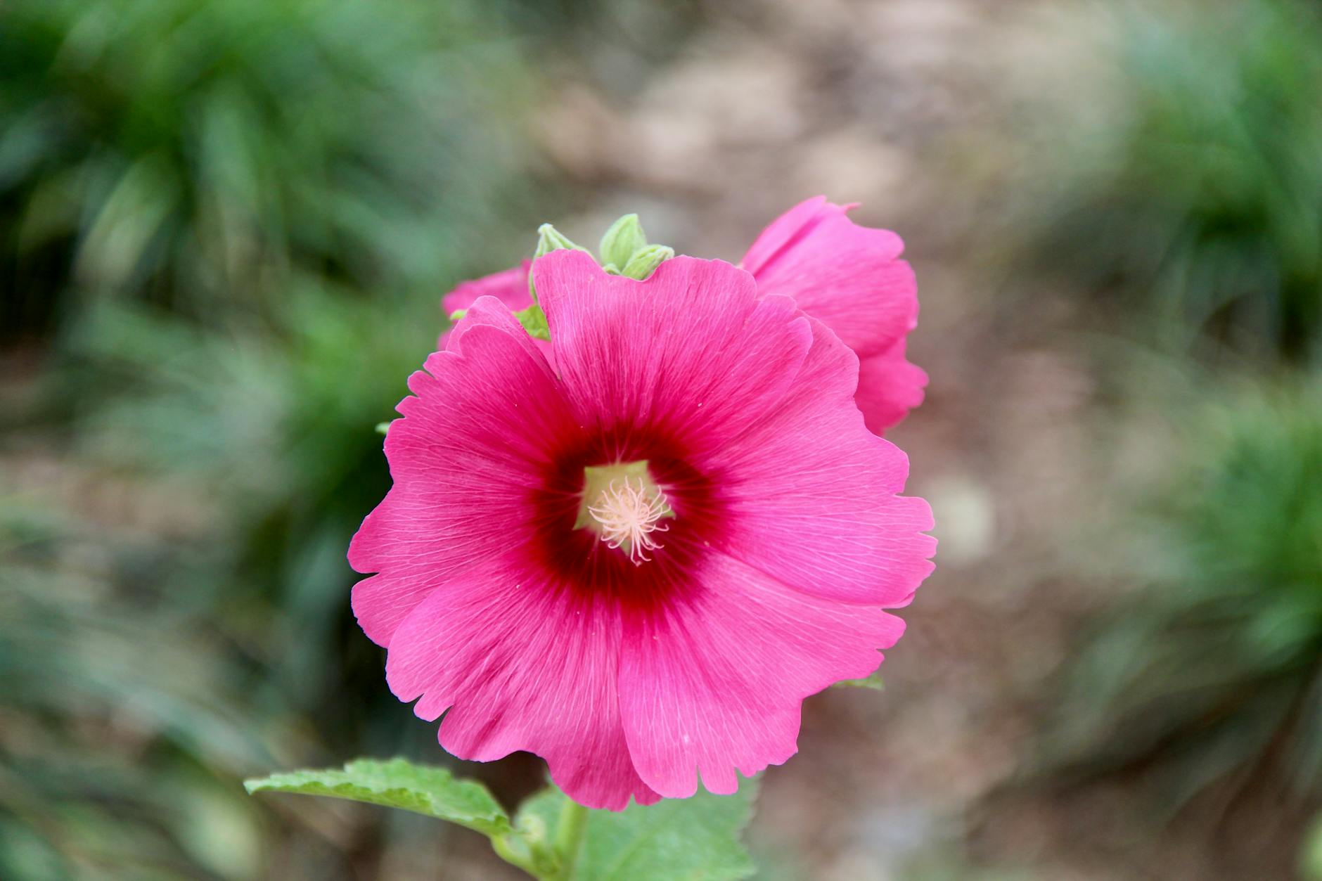 How to Grow Hollyhocks From Seed: The Complete Guide Learn to grow breathtaking hollyhocks from seed with step-by-step instructions, essential tips, and expert advice for a thriving, beautiful garden.