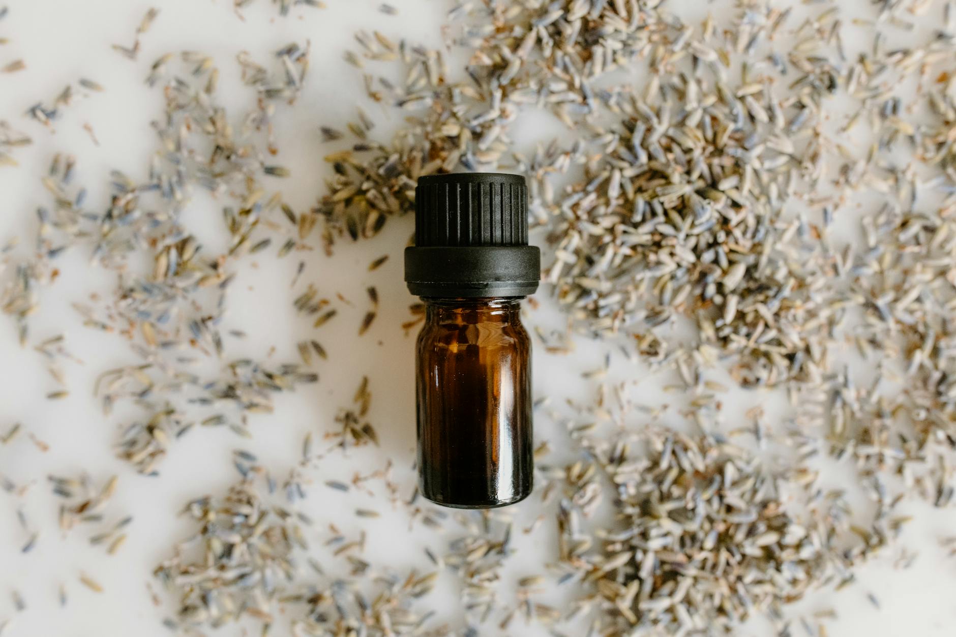 Unlock the secrets to successful lavender seed germination and enjoy vibrant, fragrant blooms in your garden.