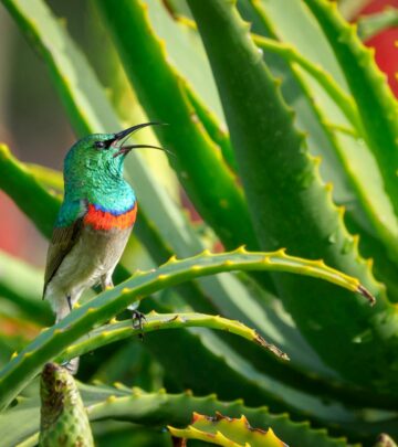 How Big Can Aloe Vera Plants Get? Complete Guide to Size and Care