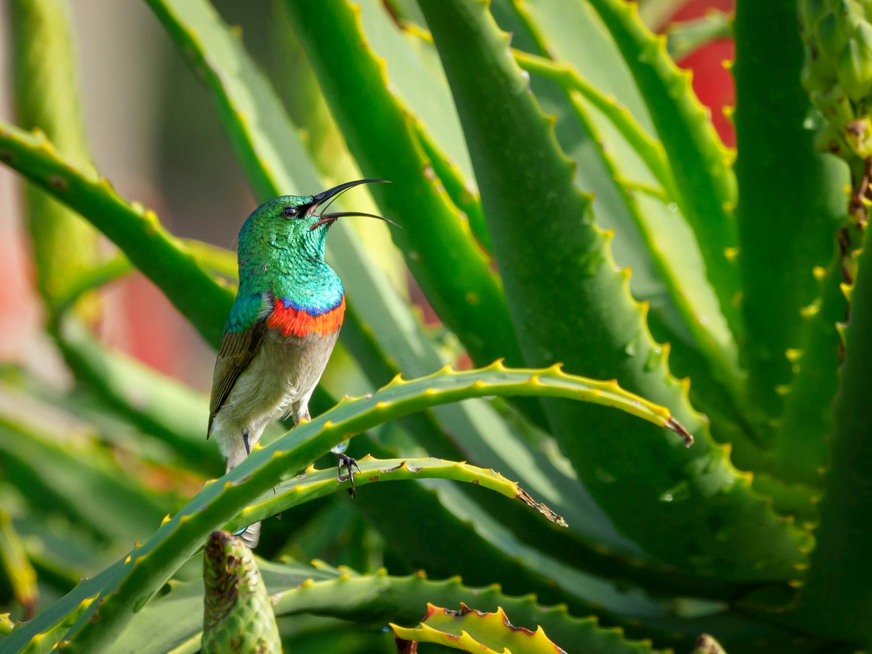 How Big Can Aloe Vera Plants Get? Complete Guide to Size and Care Discover how large aloe vera plants can grow and learn expert tips to control their size indoors and outdoors.
