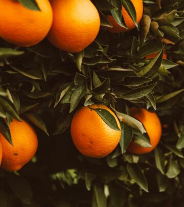 How to Grow and Care for a Mandarin Tree: Complete Guide