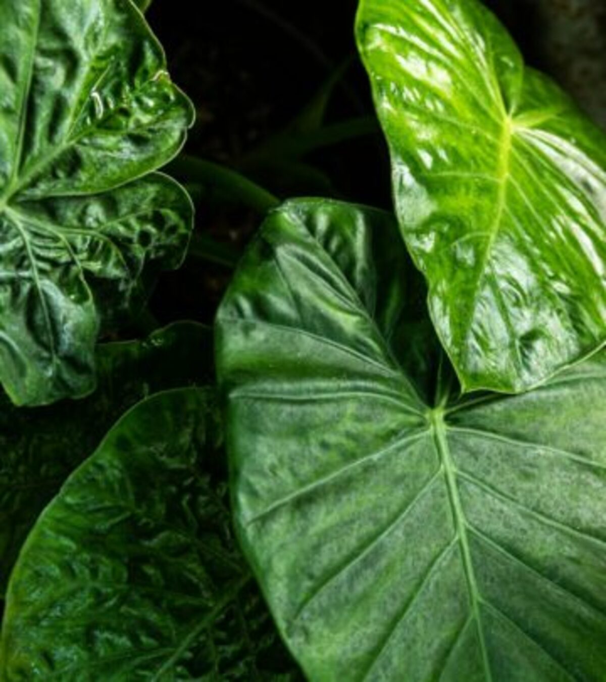 Elephant Ear Plant Leaves Turning Yellow: 8 Causes And Fixes Experiencing yellow or brown leaves on your elephant ear plant? Uncover eight common causes, expert solutions, and essential care tips.