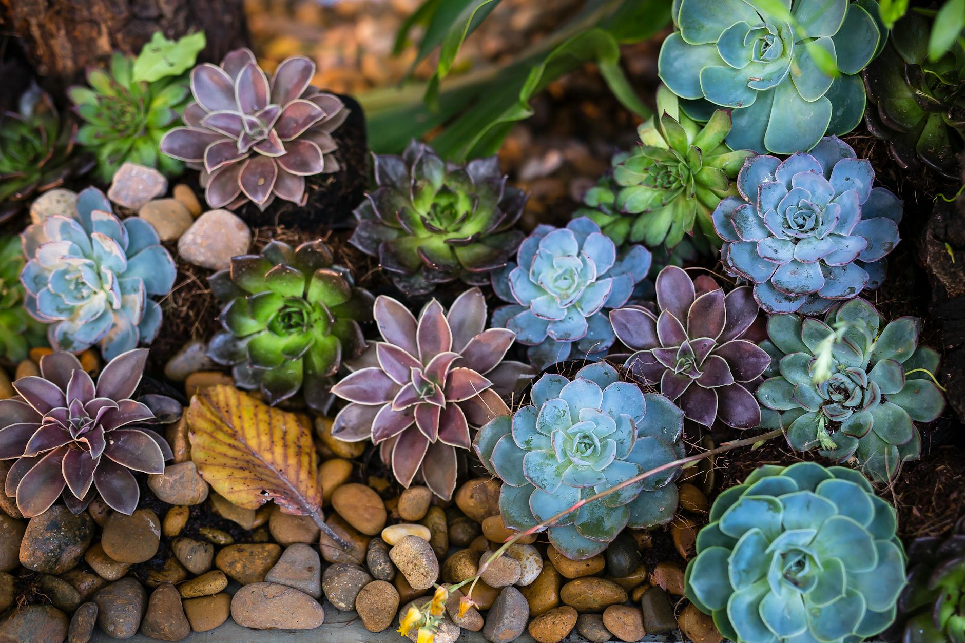 37 Unique Purple Succulents That Add Color to Any Garden Discover 37 remarkable purple succulents to brighten garden spaces with vibrant color, easy care, and fascinating shapes.