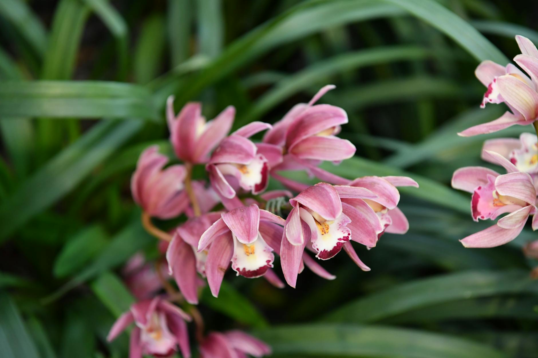 Why Are My Orchid Leaves Turning Black or Brown? Learn to identify, prevent, and treat black or brown spots on orchids to keep your prized blooms thriving and healthy.