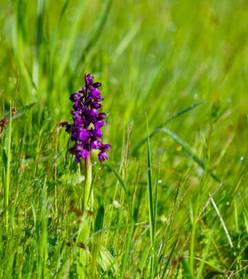 15 Hardy Ground Orchids for Your Outdoor Garden