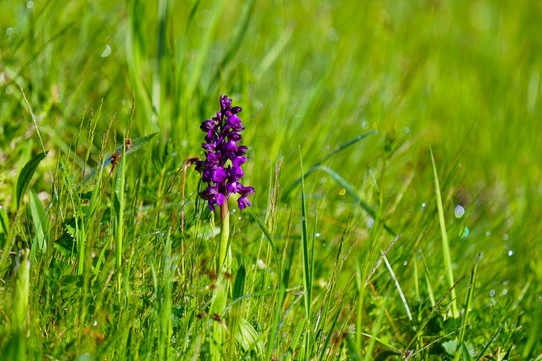 15 Hardy Ground Orchids for Your Outdoor Garden Discover resilient terrestrial orchids that thrive outdoors and add exotic beauty to temperate gardens.