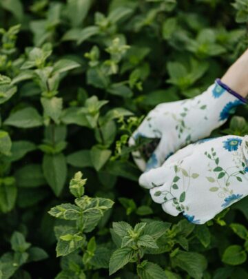 Can Mint Thrive in Shade? Sunlight Essentials for a Lush Harvest
