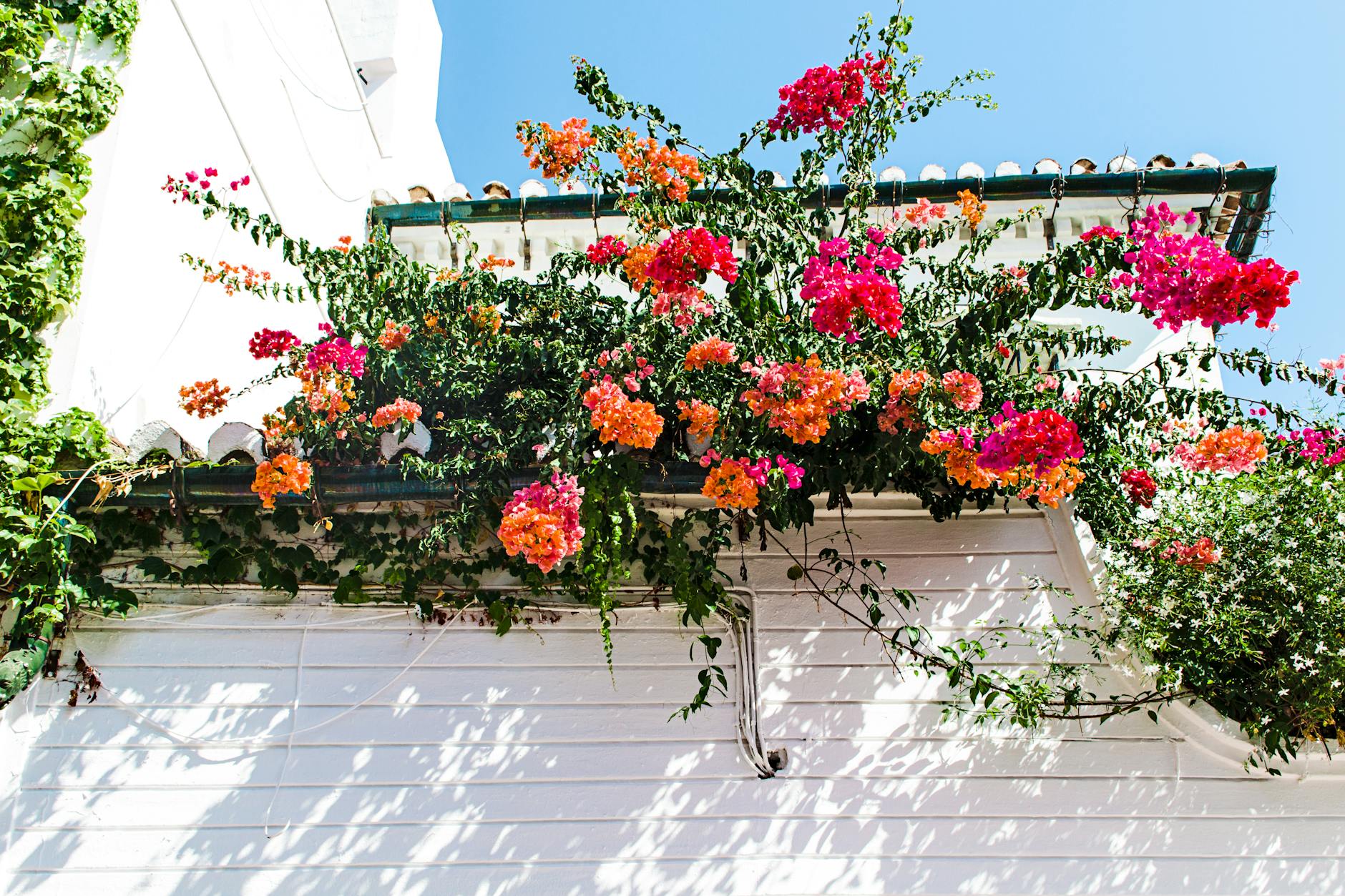 23 Dreamy Trailing Plants to Cascade Over Garden Walls Transform your garden walls with cascading trailing plants for striking color, texture, and vibrant beauty all year long.