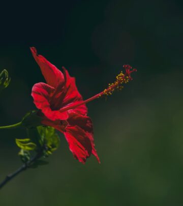 realted-article-image
