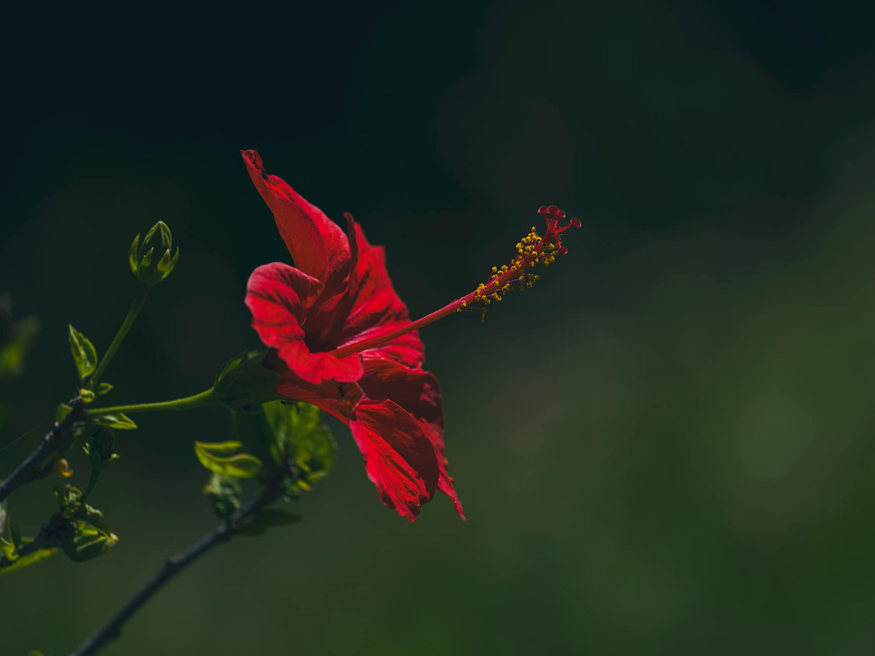 How and When to Transplant Hibiscus: Step-by-Step Guide Master the art of transplanting hibiscus for vibrant blooms and healthy growth season after season.