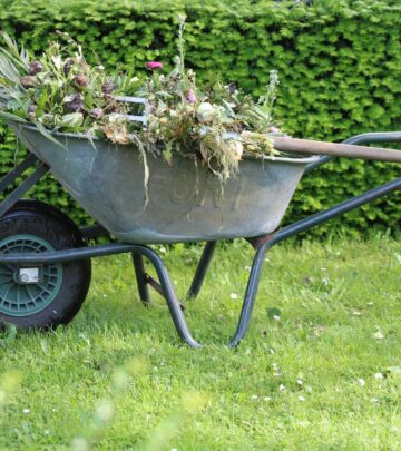 27 Common Types of Weeds: Identification & Control Guide