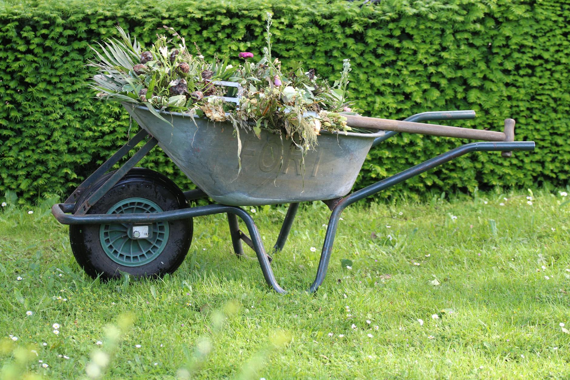 27 Common Types of Weeds: Identification & Control Guide A comprehensive guide to identifying, understanding, and managing 27 of the most common weeds in your garden.