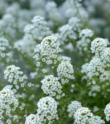 Lilac Companion Plants: 13 Perfect Partners for Your Garden