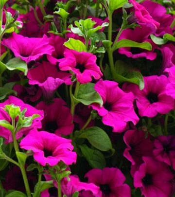 How Much Sunlight Do Petunias Need? A Complete Guide for Lush Blooms