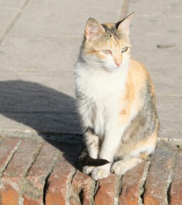 Unpacking the pros and cons of tuna for cats—what every pet parent needs to know about this popular feline treat.