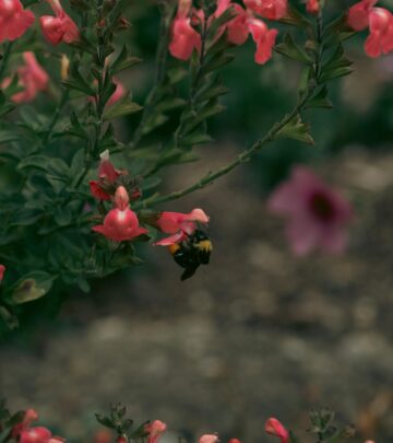 Salvia Problems: Troubleshooting Pests, Diseases, and Growing Issues