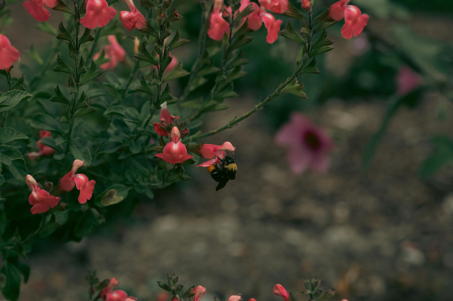 Salvia Problems: Troubleshooting Pests, Diseases, and Growing Issues A comprehensive guide to identifying, preventing, and solving common salvia problems, from pests and diseases to care mistakes.