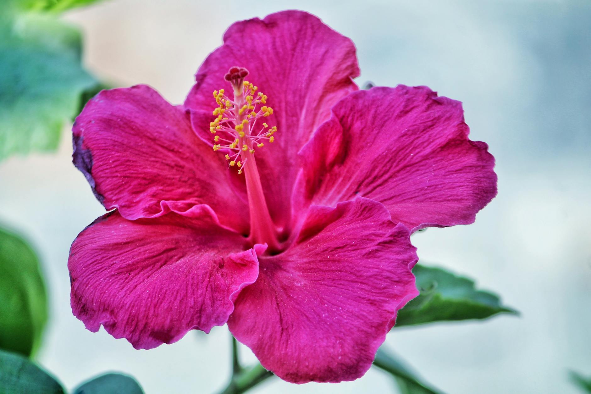 13 Stunning Pink Hibiscus Varieties to Brighten Your Garden Explore the world of pink hibiscus, learn about top varieties, and discover expert growing tips for a vibrant blooming garden.