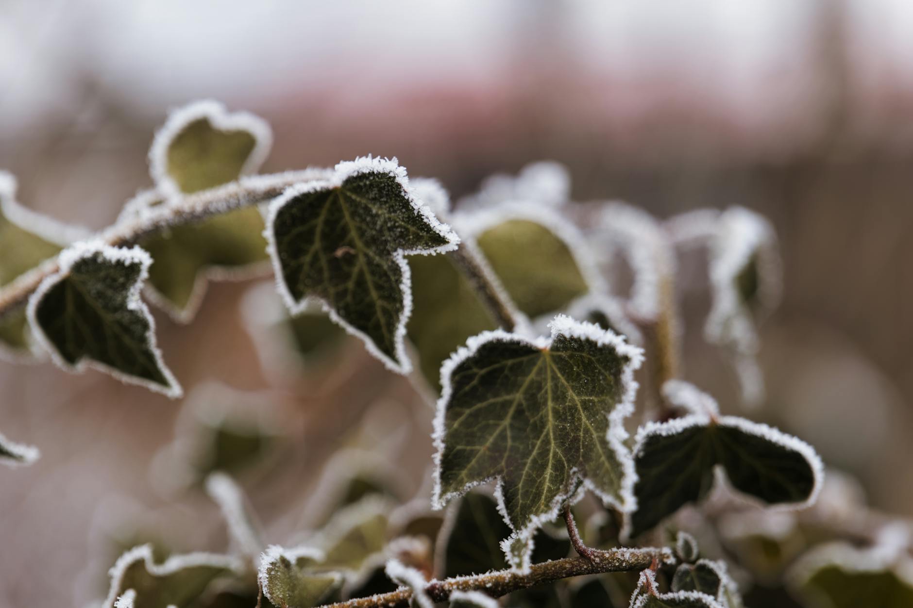 Poison Ivy Lookalikes: A Comprehensive Identification Guide Uncover the many plants often mistaken for poison ivy and learn to confidently distinguish them in your garden or the wild.
