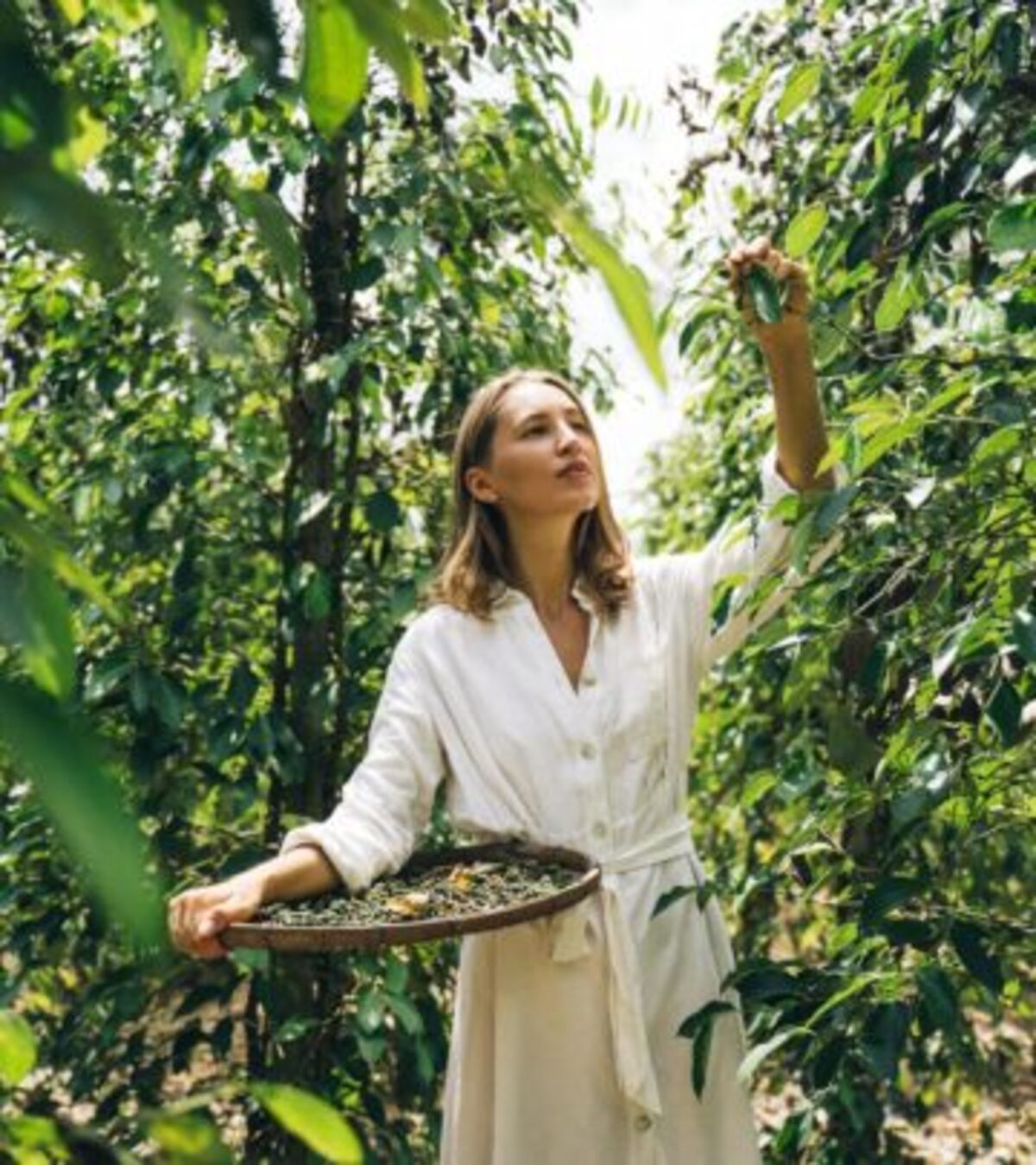 Learn how to grow, care for, and harvest your own fresh black peppercorns indoors or outdoors with expert tips and troubleshooting advice.