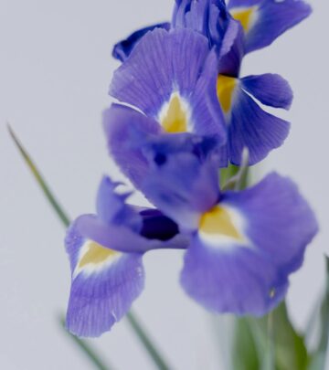 Discover the best time to plant irises for maximum blooms, tailored to your hardiness zone and garden conditions.