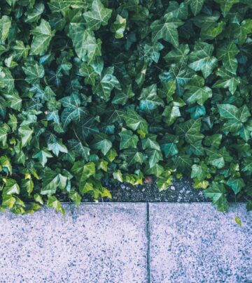 Transform your dry garden into an oasis with these resilient climbing vines that thrive in drought-prone climates while adding beauty and vertical interest.
