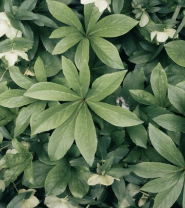 Dive into the world of hellebores with this comprehensive guide to 17 captivating varieties, perfect for adding winter and early spring color to your flowerbeds.
