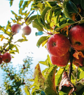 Discover every key stage in the apple tree life cycle and how to nurture your tree from planting to abundant fruit harvest.