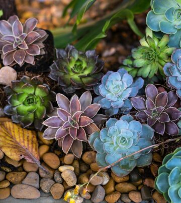 Discover the fascinating world of mangaves - the perfect combination of agave structure with unique coloring and easier maintenance