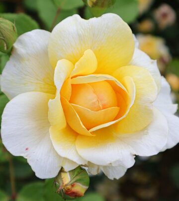 Discover 17 tough, beautiful rose varieties and expert advice to help your Southern garden bloom, even in the toughest heat and humidity.
