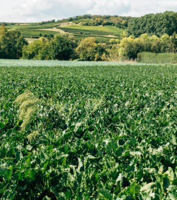 Maximize your beet harvest with smart companion planting—discover top plant pairings, pitfalls, and gardening tips.