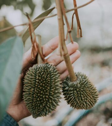 Unlock the secrets of cultivating, nurturing, and harvesting the coveted durian tree with this detailed guide.