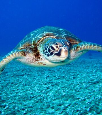 Find the perfect name for your turtle companion with our extensive collection of creative ideas