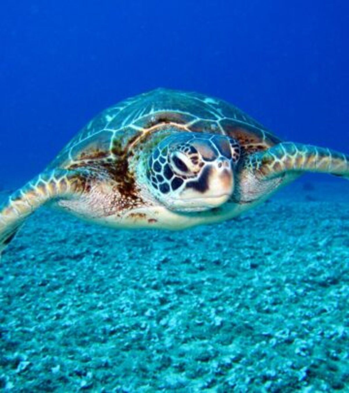 Creative Turtle Names: 80+ Cute, Funny, And Unique Ideas Find the perfect name for your turtle companion with our extensive collection of creative ideas