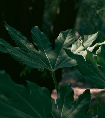 Find the perfect light for thriving Monsteras indoors and outdoors, with practical tips for vibrant growth.