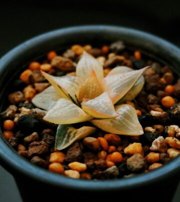 Discover the essential secrets of planting, growing, and nurturing Haworthia Obtusa, the striking window haworthia succulent.