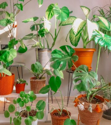 Unlock vibrant growth by mastering the perfect sunlight balance for your Golden Pothos indoors.
