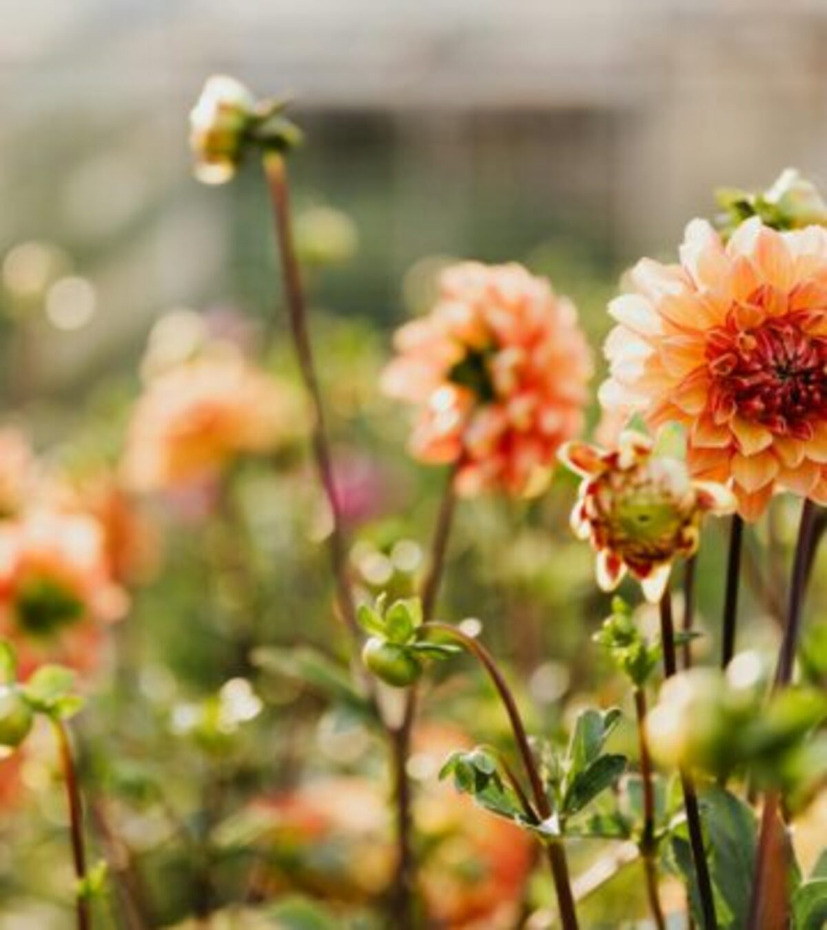 Learn whether dahlias thrive best in sun or shade, and how to optimize their sunlight for vibrant, healthy blooms all season long.
