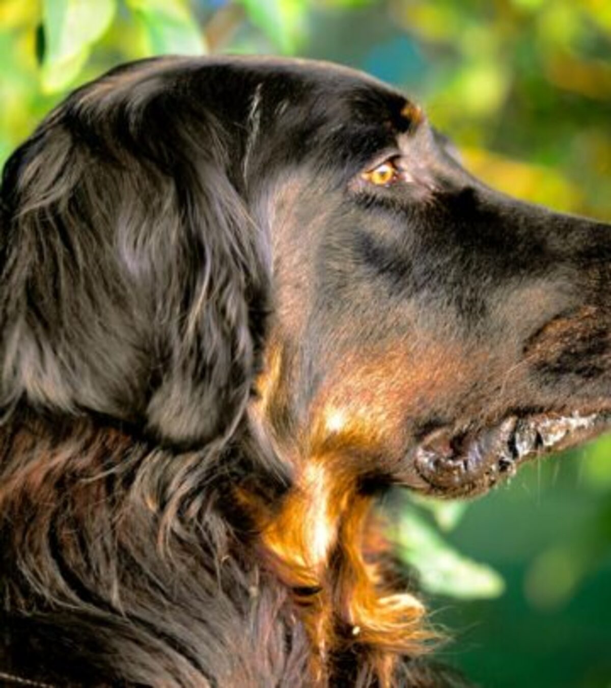 Gordon Setter: The Noble and Loyal Sporting Companion Discover the loyal, athletic, and versatile Gordon Setter—a majestic bird dog that excels in the field and delights at home.