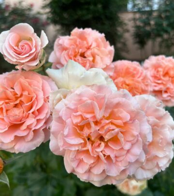 Your essential guide to the most reliable, colorful, and easy-care perennials for every corner of your garden.