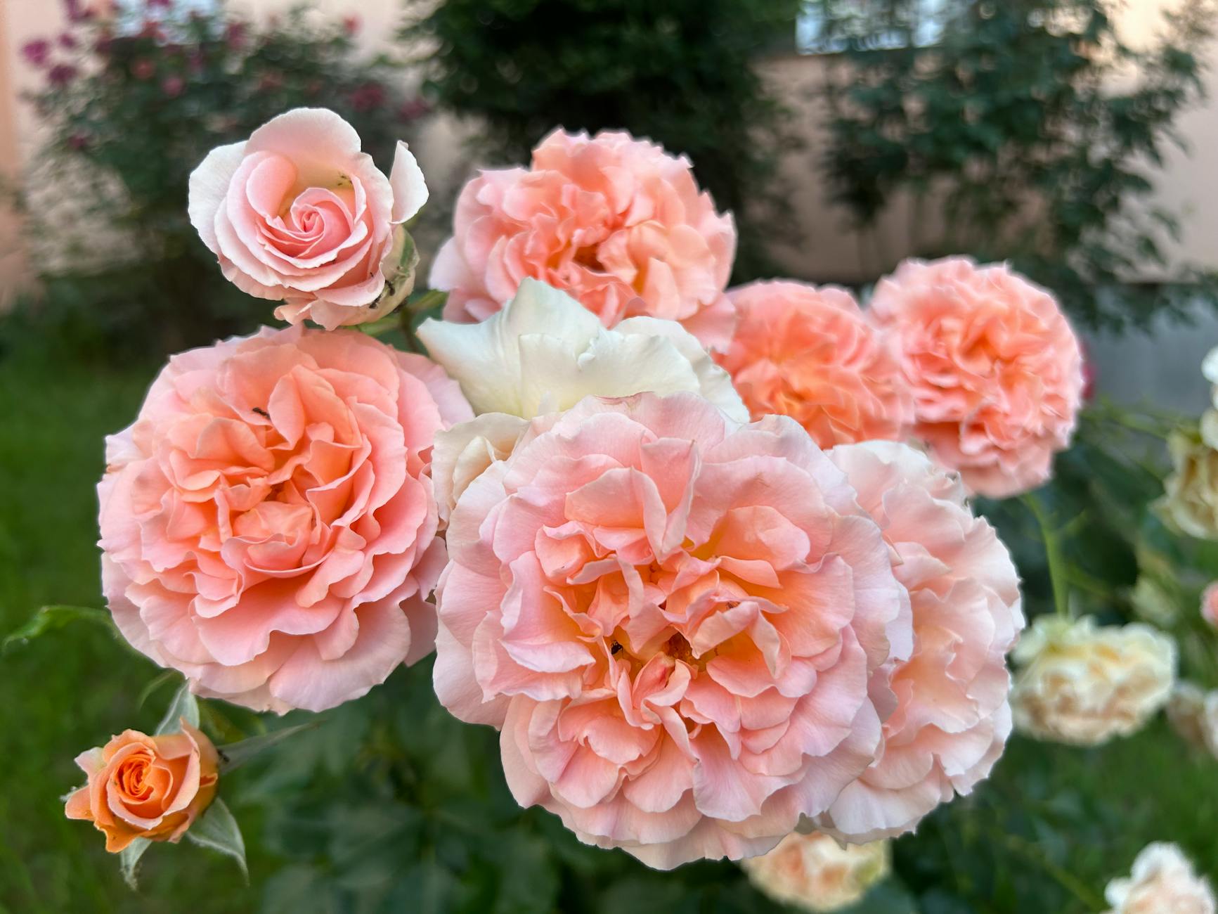 Your essential guide to the most reliable, colorful, and easy-care perennials for every corner of your garden.