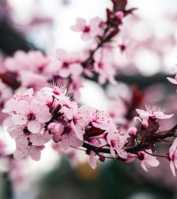 Explore the distinctions between fruiting cherry trees and ornamental cherry blossoms, including cultivation, blossoms, and landscape impact.