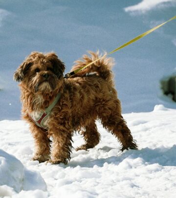 Learn everything about Maltipoos—from their affectionate personality and hypoallergenic coats to training, grooming, health, and life with this popular designer dog.