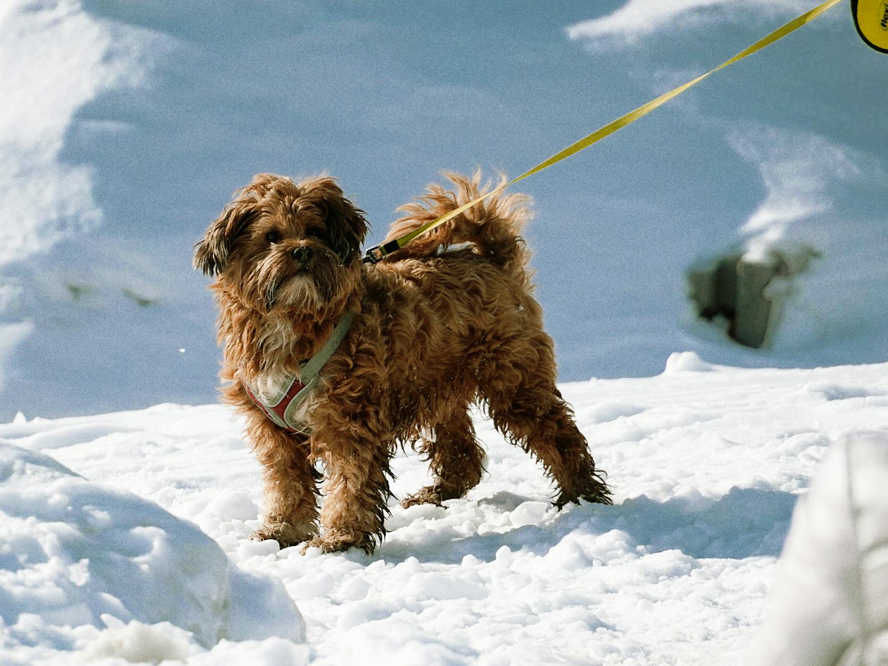 Maltipoo Dog Breed Guide: Personality, Care & Living With This Charming Poodle Mix Learn everything about Maltipoos—from their affectionate personality and hypoallergenic coats to training, grooming, health, and life with this popular designer dog.
