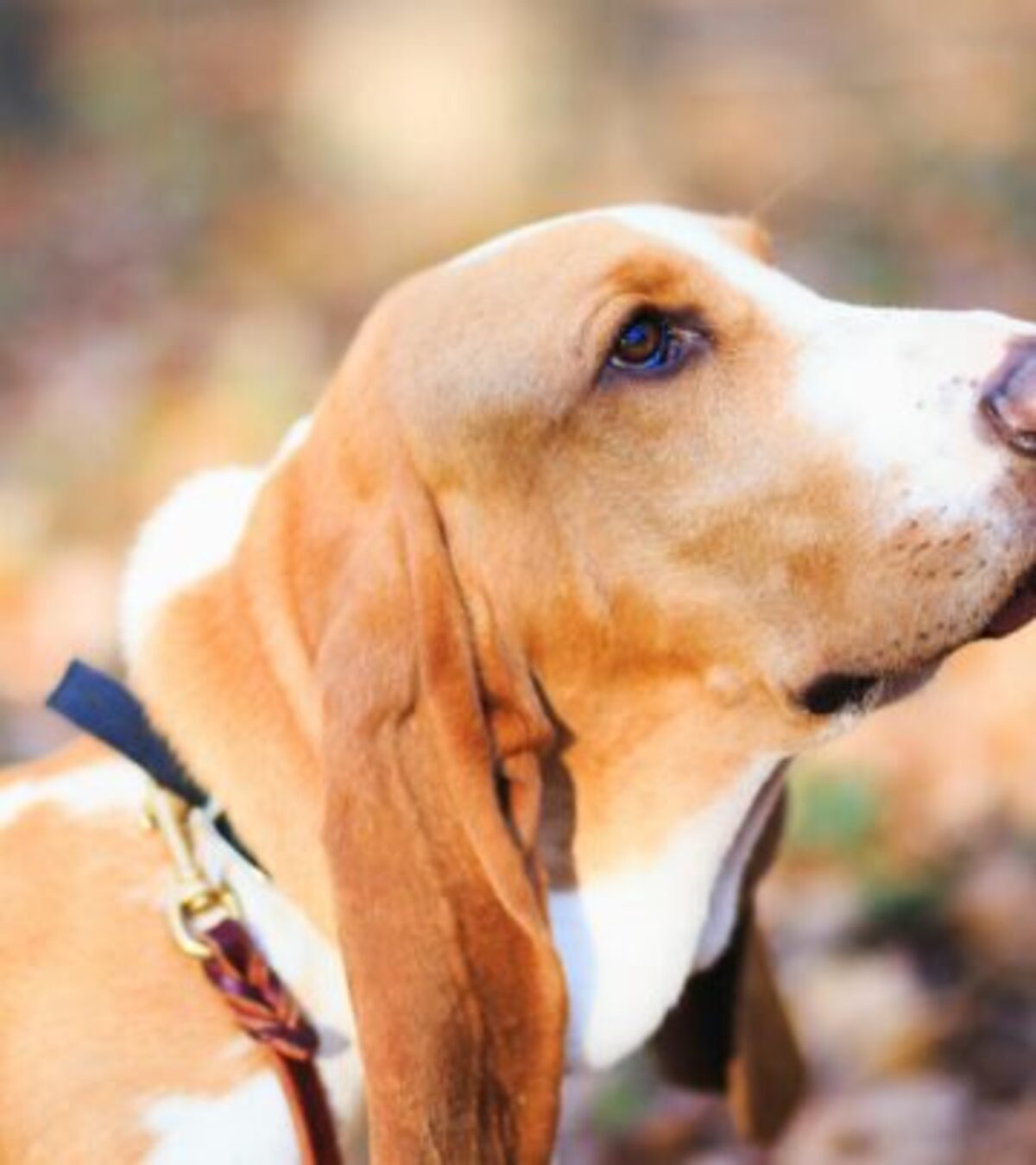Discover the charming, short-legged scent hound with an aristocratic history and lovable personality