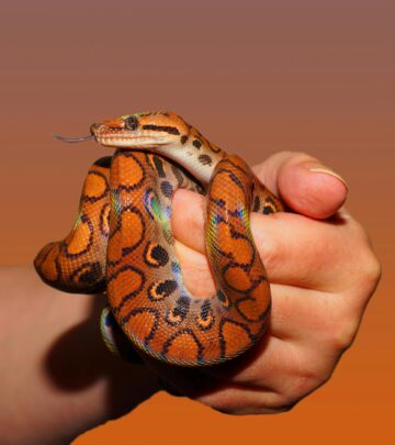 Discover the adorable side of snakes as we showcase 30 charming danger noodles and nope ropes everyone will love.