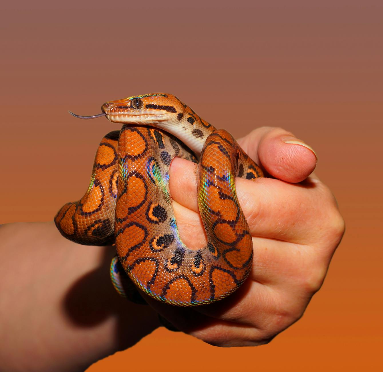 30 Irresistibly Cute Snakes That Will Melt Even the Coldest Hearts Discover the adorable side of snakes as we showcase 30 charming danger noodles and nope ropes everyone will love.