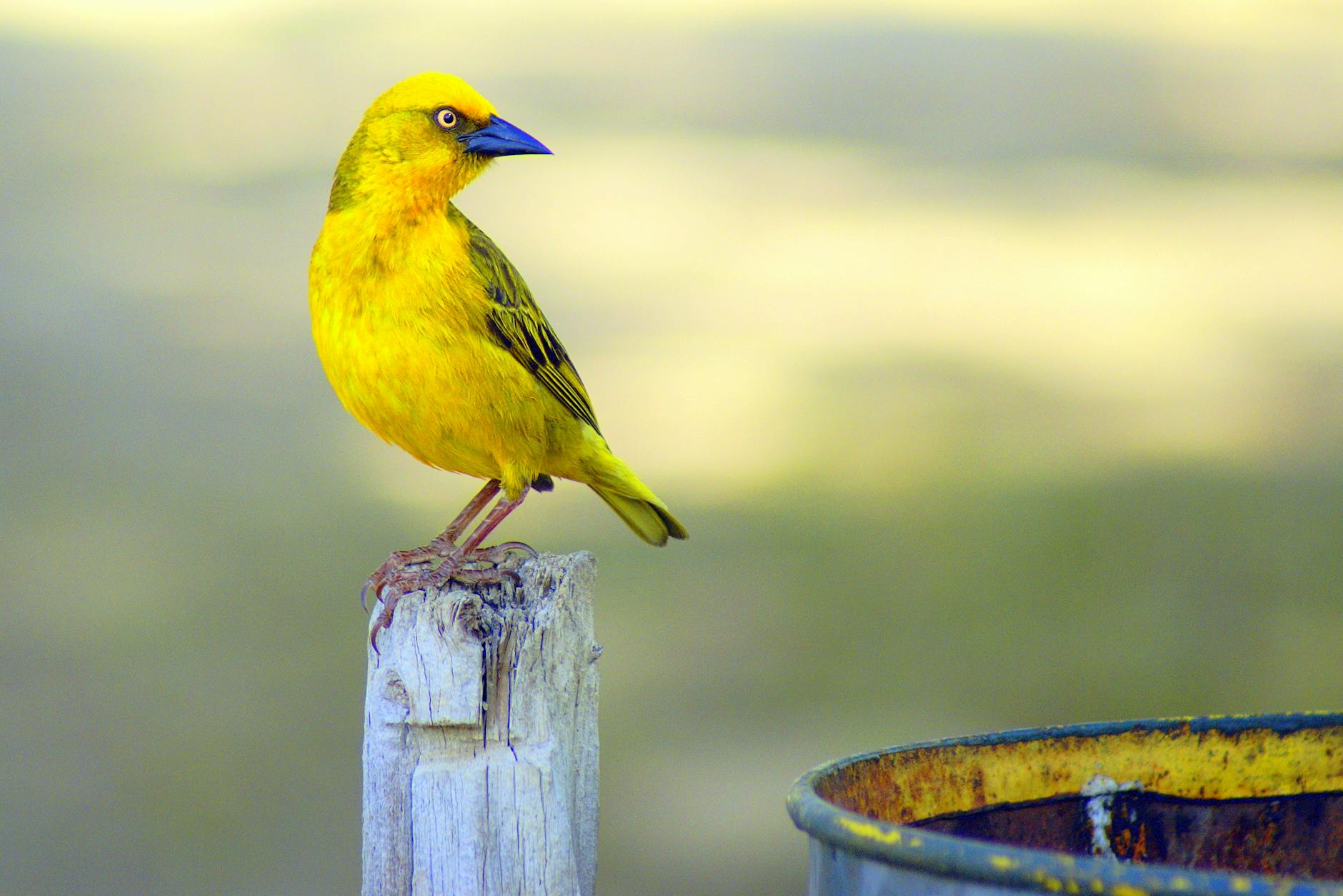 28 Hilarious Bird Names That Will Make You Laugh Out Loud From Pufflegs to Boobies: The Funniest Real Bird Names Nature Ever Conceived, Explained and Explored